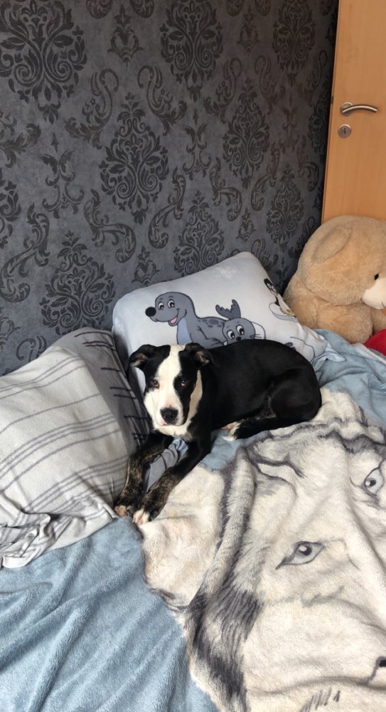 Hundetreffen-Spielkameraden gesucht-Profilbild