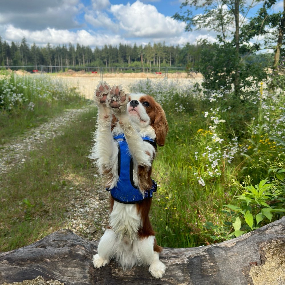 Hundetreffen-Jung oder Erwachsene Hunde Spielen/- Gassitreffen-Profilbild