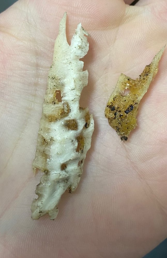 Giftköder-Spitze Knochenreste als Giftköder-Profilbild