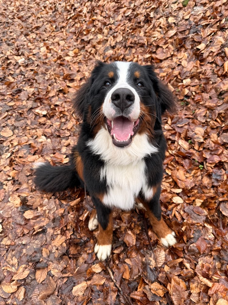 Hundetreffen-Gassirunde bei 99826 und Umgebung 🐾-Profilbild
