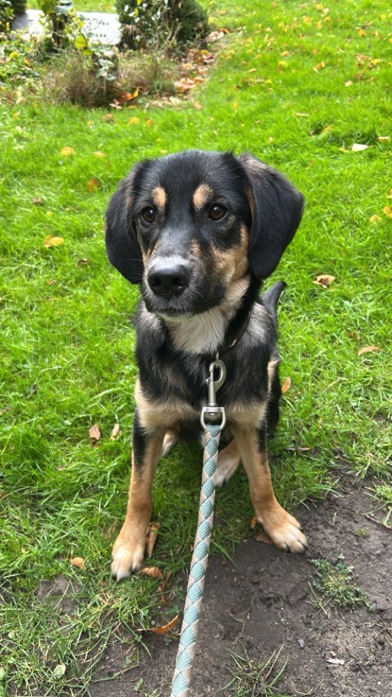 Hundetreffen-Gemeinsame Gassirunden oder Spielen-Profilbild