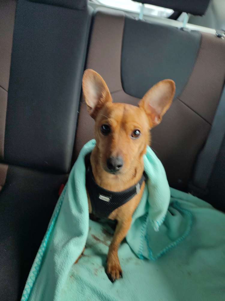 Hundetreffen-Gassi und Spiel runde-Profilbild