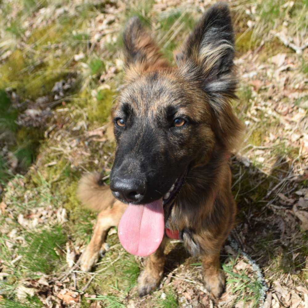 Hundetreffen-Spontane Gassi- & Spielrunde-Profilbild