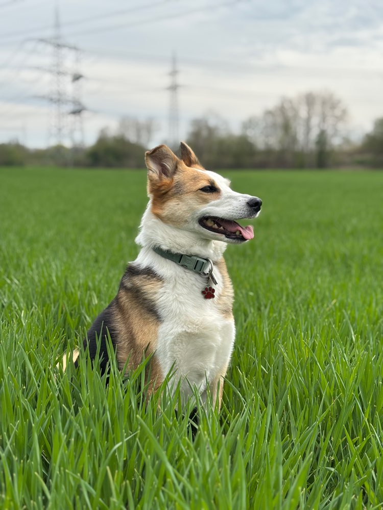 Hundetreffen-Gassi Runden-Profilbild