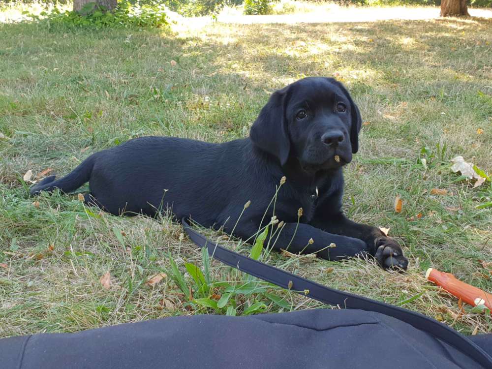 Hundetreffen-Welpentreff-Profilbild