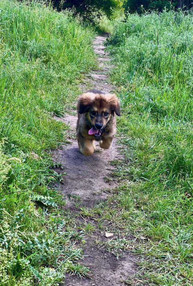 Hundetreffen-Welpentreffen in Altenmellrich-Profilbild