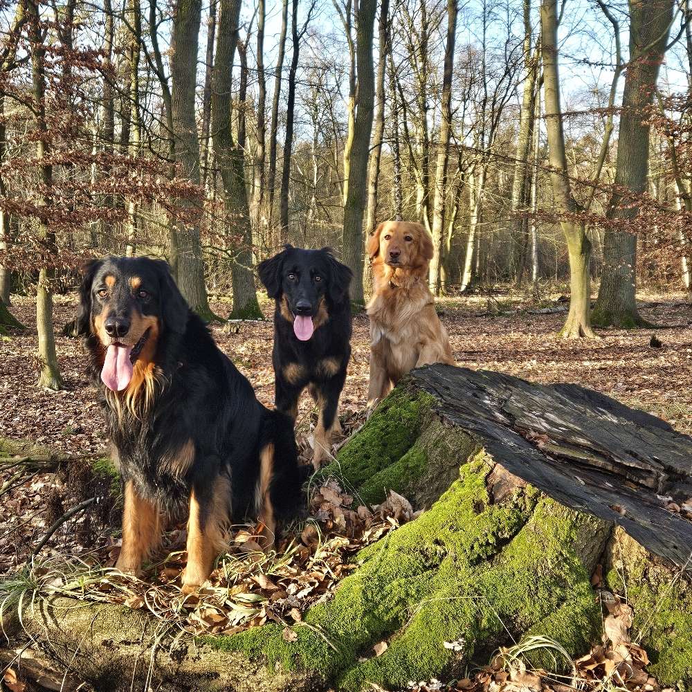 Hundetreffen-Gemeinsame Spaziergänge und Hundebegegnungen-Profilbild