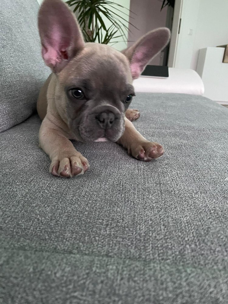 Hundetreffen-Welpen Spielrunden in Lünen-Brambauer-Profilbild