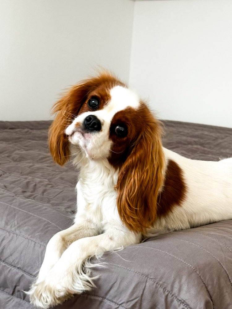 Hundetreffen-Spielpartner-/in gesucht-Profilbild