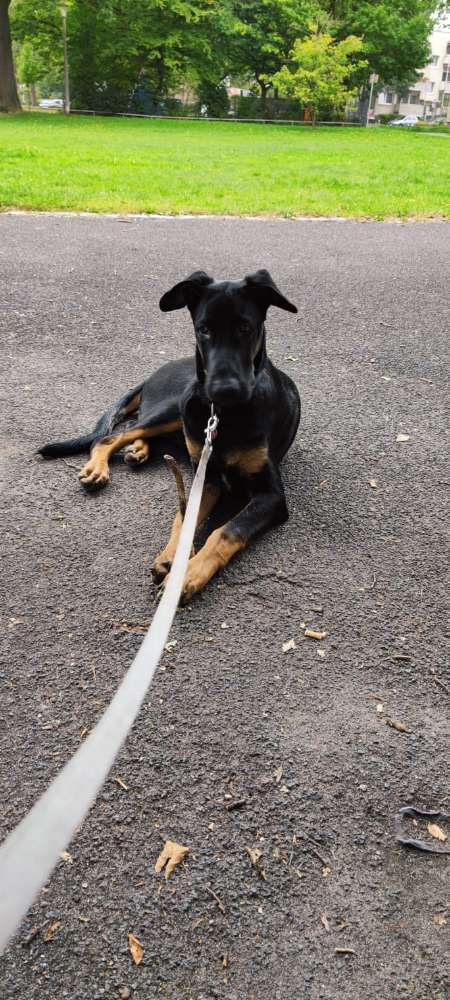 Hundetreffen-Spielkameraden/in-Profilbild