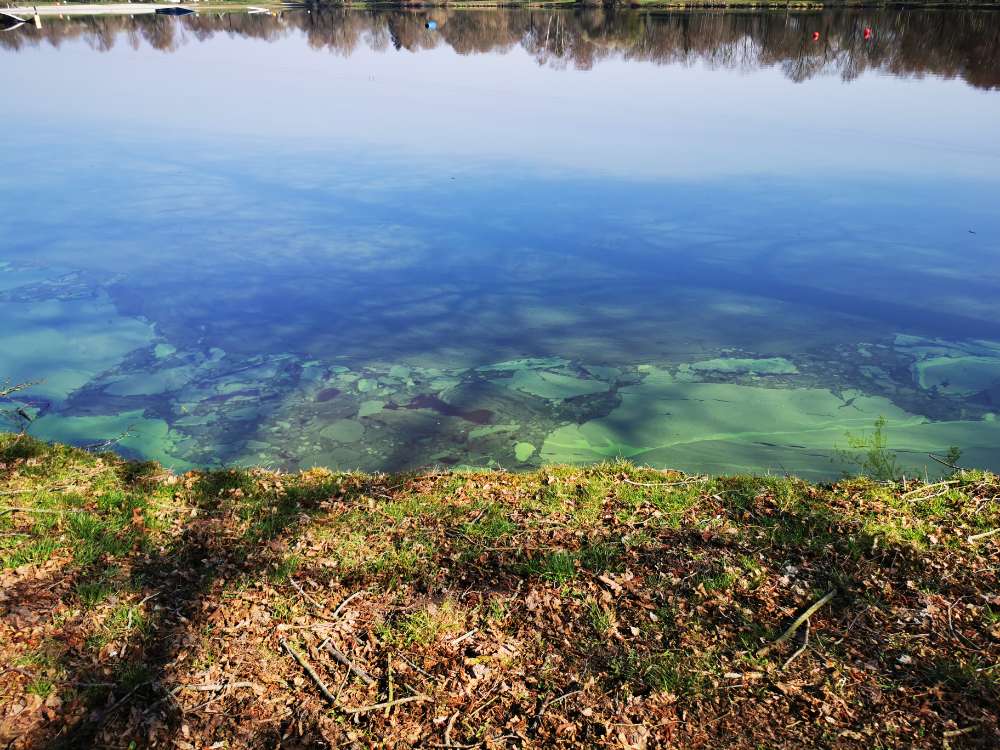 Giftköder-Blaualgen?-Profilbild