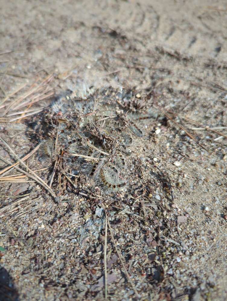 Giftköder-Eichenprozessionsspinner-Profilbild