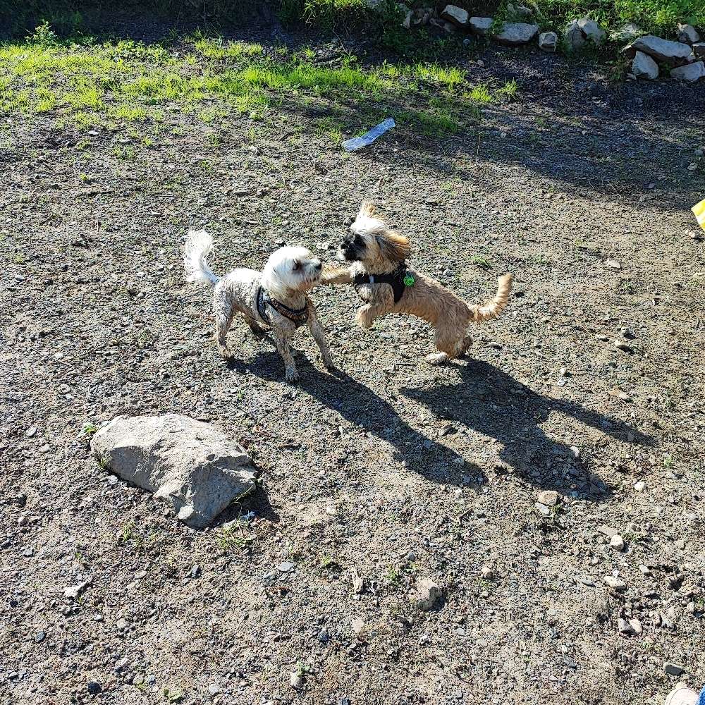 Hundetreffen-Spielrunde in Wesel Yacht Hafen oder Aue.-Profilbild