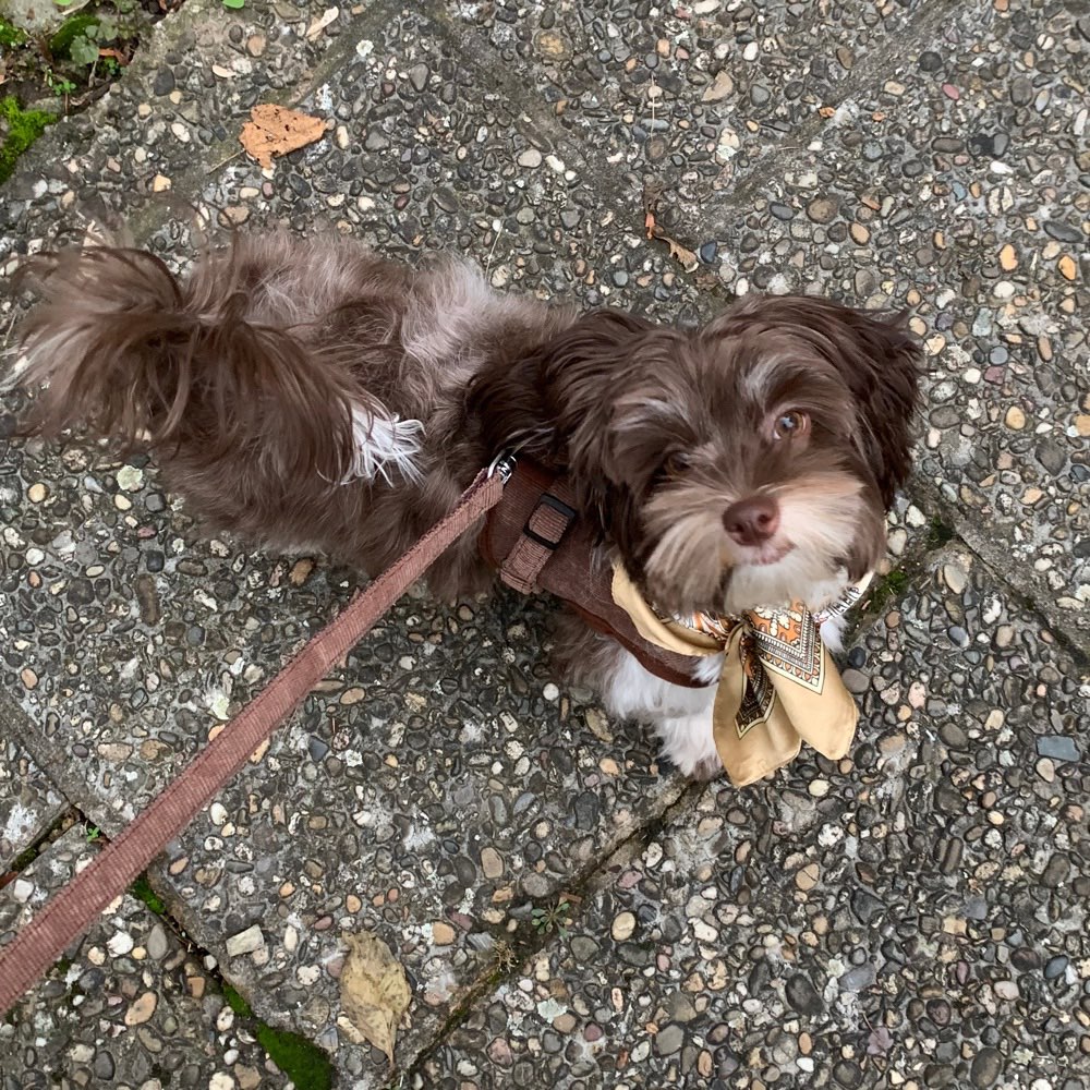 Hundetreffen-Welpen- & Junghundtreff in Frankfurt (und Umgebung)-Profilbild