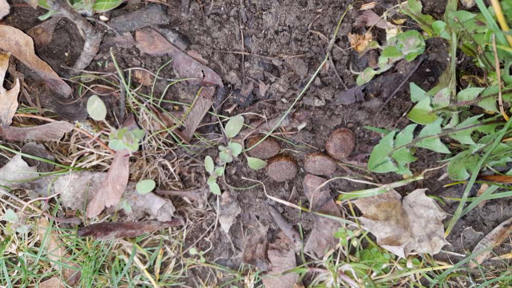 Giftköder-Hundefutter in Kuhle/Versenkung-Profilbild