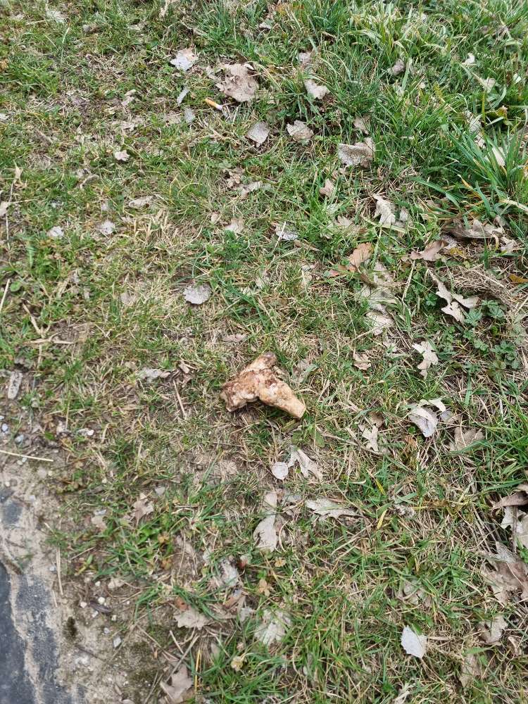 Giftköder-Knochen am Wegesrand-Profilbild