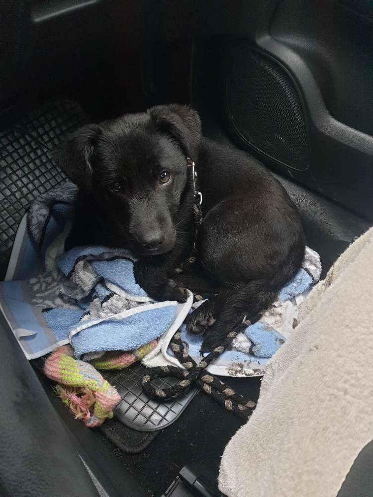 Hundetreffen-Balou sucht einen Spielgefährten oder gerne Begleiter auf Gassirunden-Profilbild