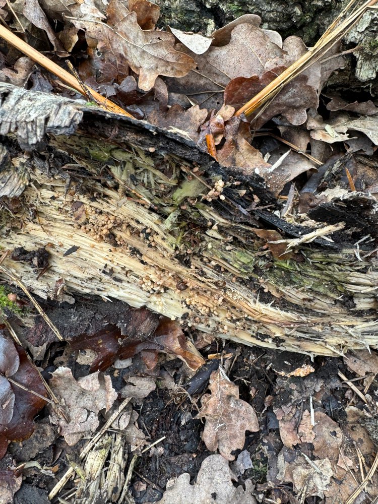 Giftköder-Möglicherweise Futter/Köder-Profilbild