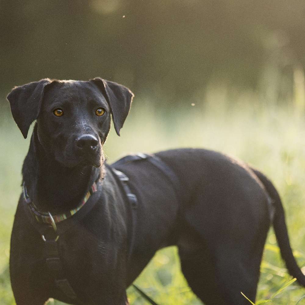 Suchmeldung-Merlin-Profilbild