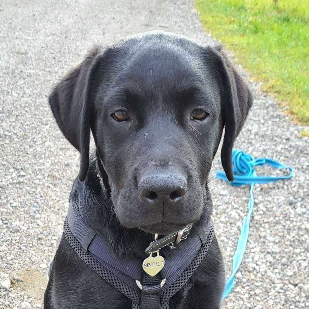 Hundetreffen-Welpen- und Junghundetreffen-Profilbild