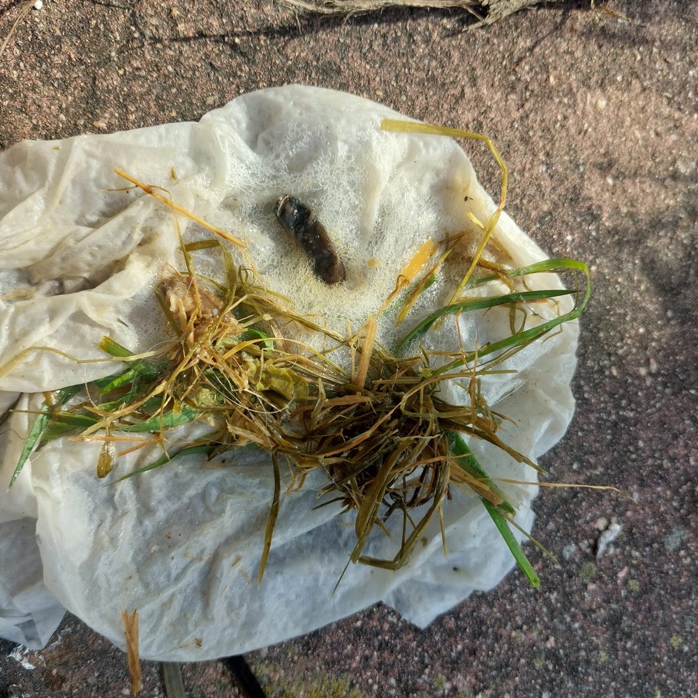 Giftköder-Vergiftungsgefahr Oberjettingen-Profilbild