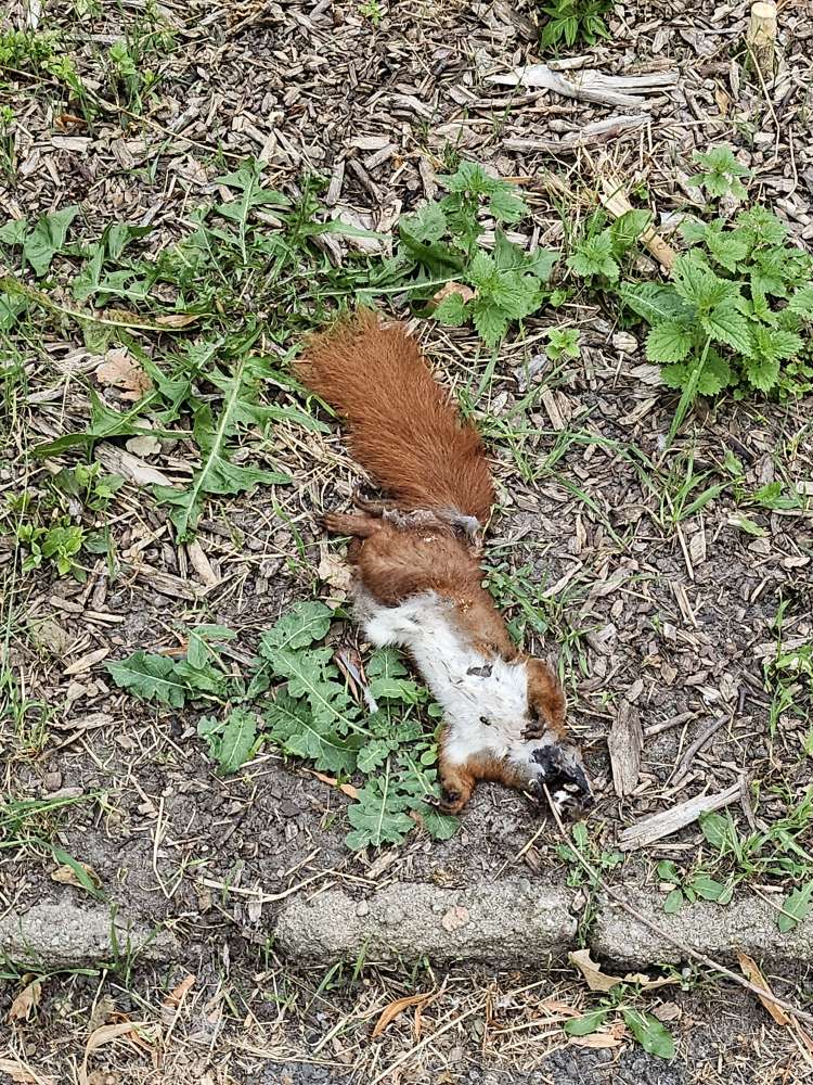 Giftköder-Totes Eichhörnchen-Profilbild
