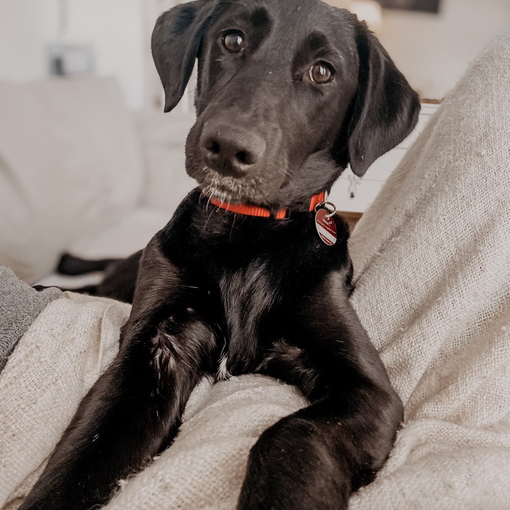 Hundetreffen-Junghündin sucht Spielgefährte*in-Profilbild