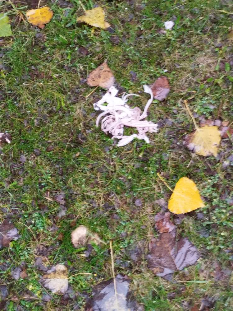 Giftköder-Essensreste-Profilbild