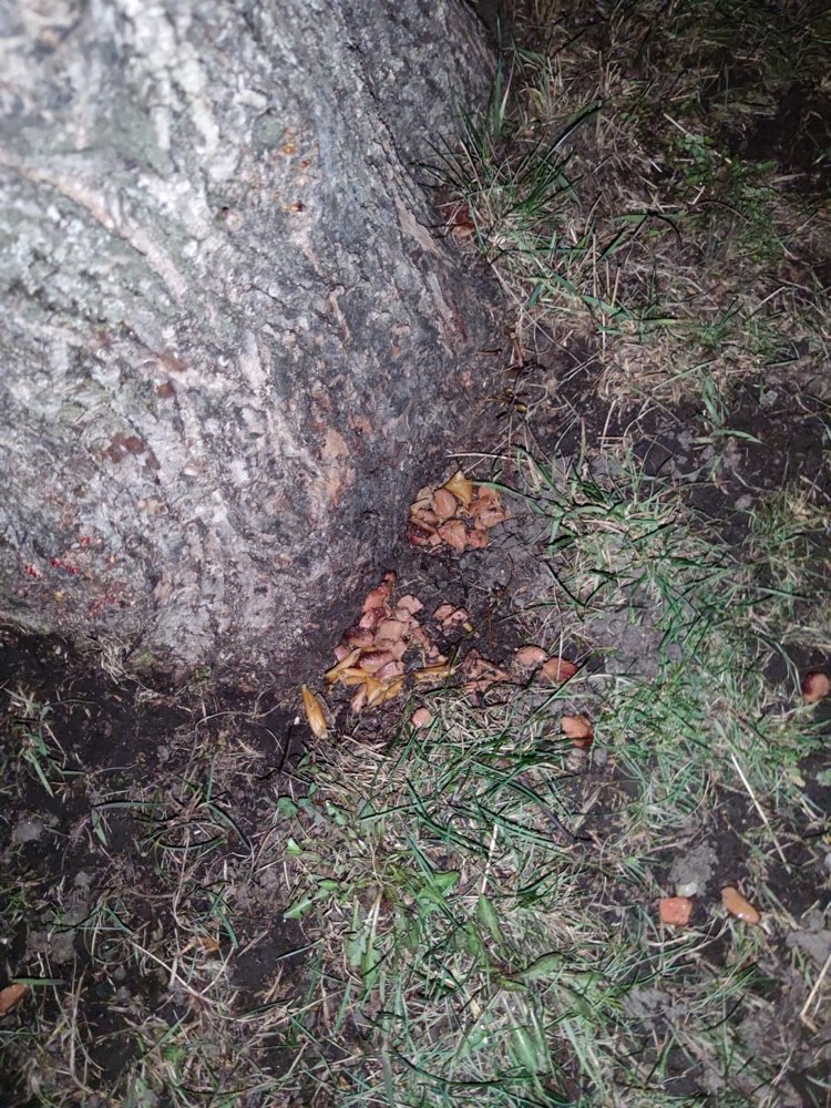 Giftköder-Evtl Giftköder in Schichtlstr-Profilbild