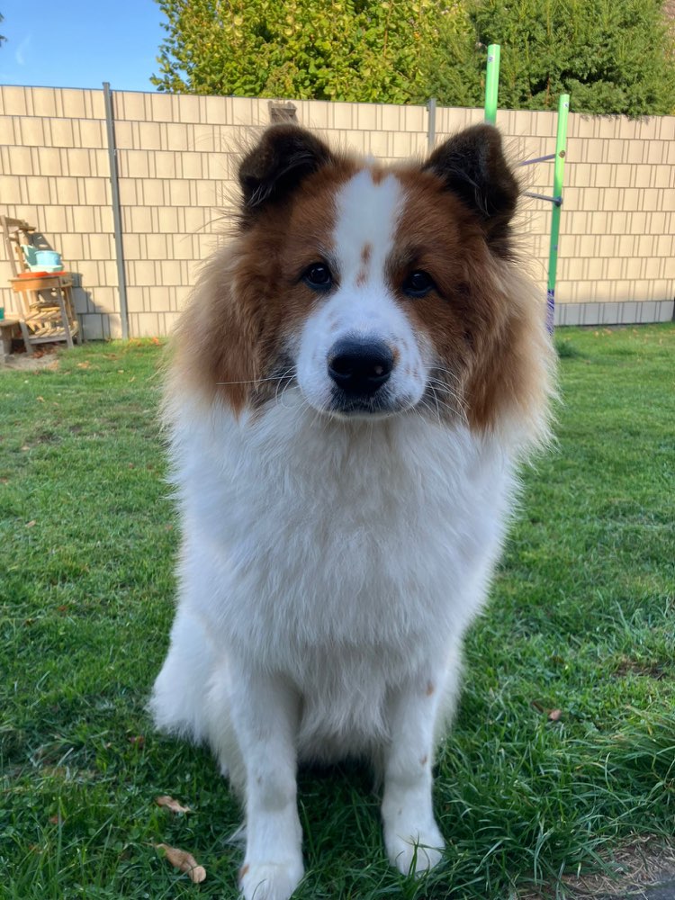 Hundetreffen-Spielrunde-Hunde gesucht-Profilbild