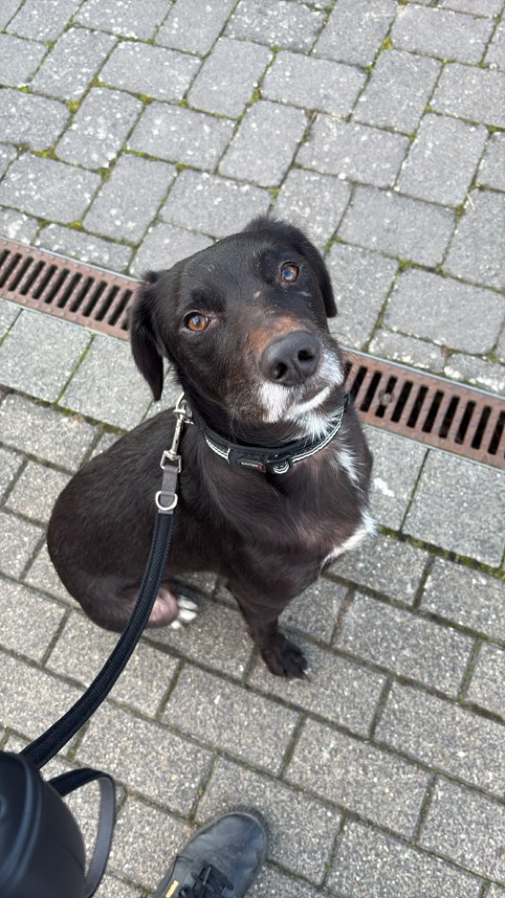 Hundetreffen-Gassipartner-Profilbild
