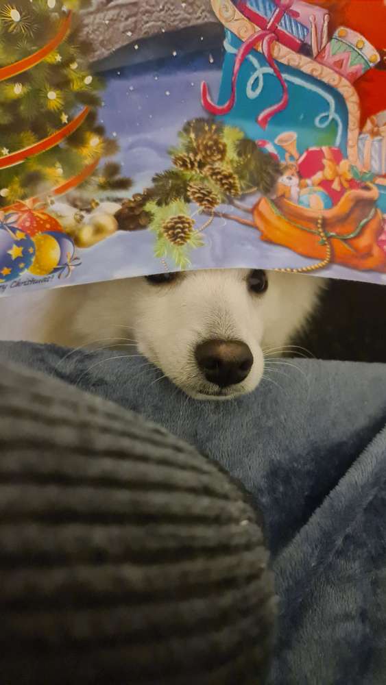 Hundetreffen-Treffen für Junghunde-Profilbild