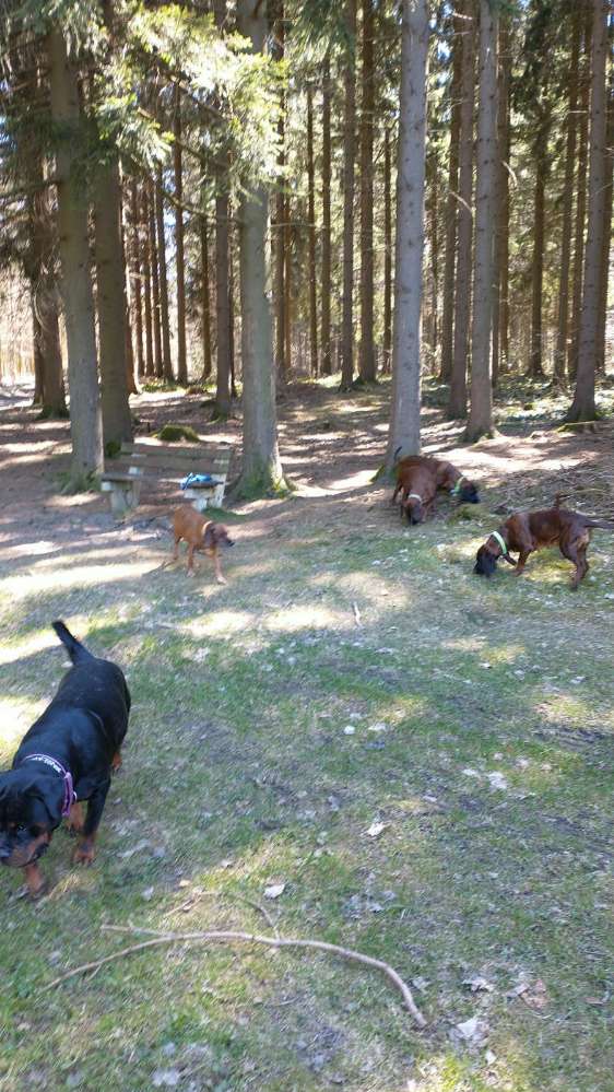 Giftköder-Hunde mit Vergiftungserscheinungen-Profilbild