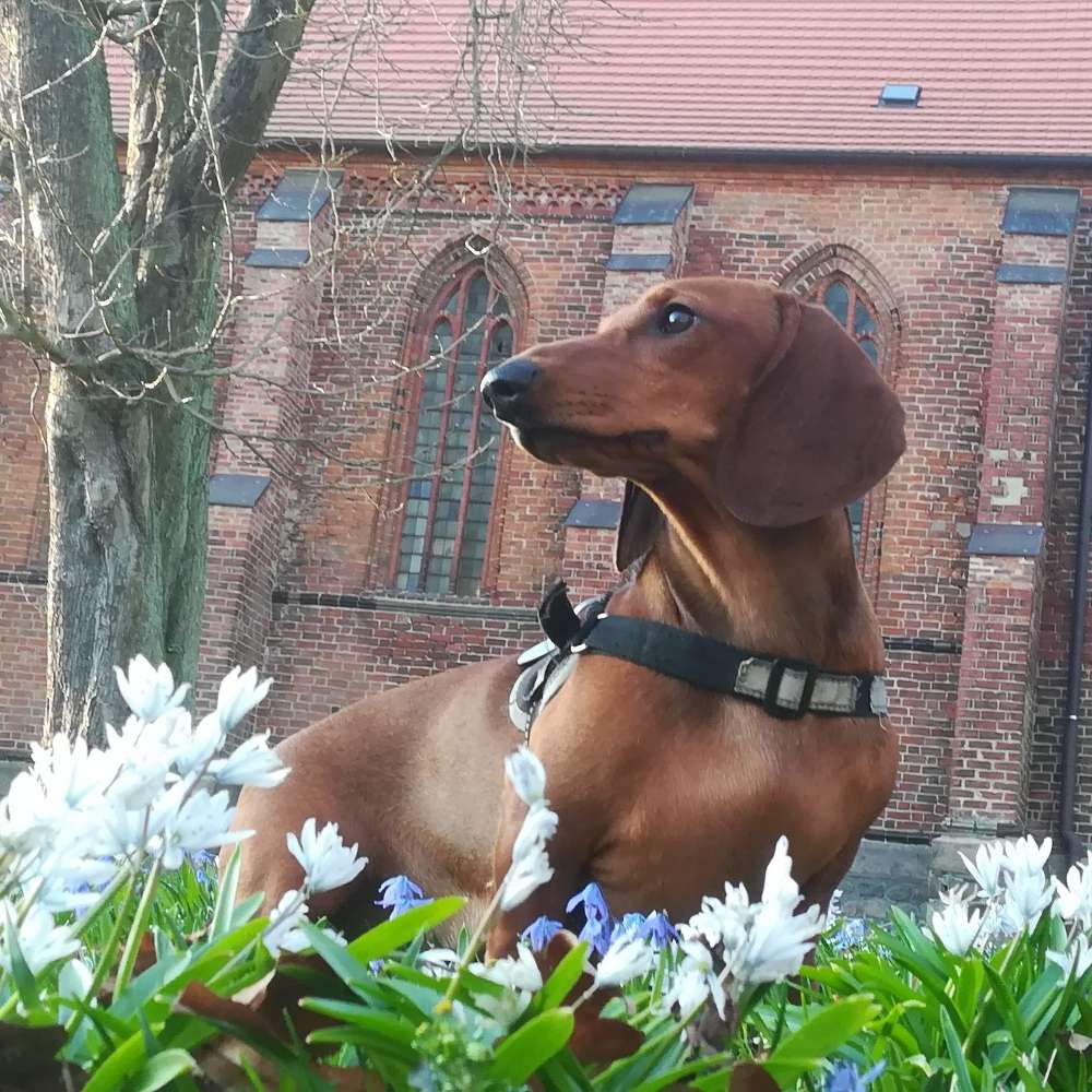 Hundetreffen-Mahrzahn Hellersdorf-Profilbild