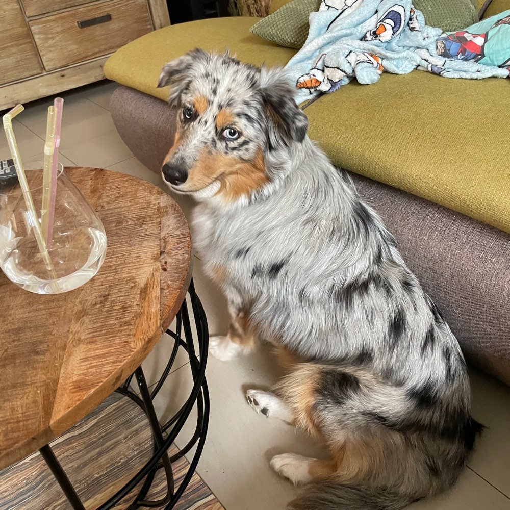 Hundetreffen-Aussie Treffen-Profilbild