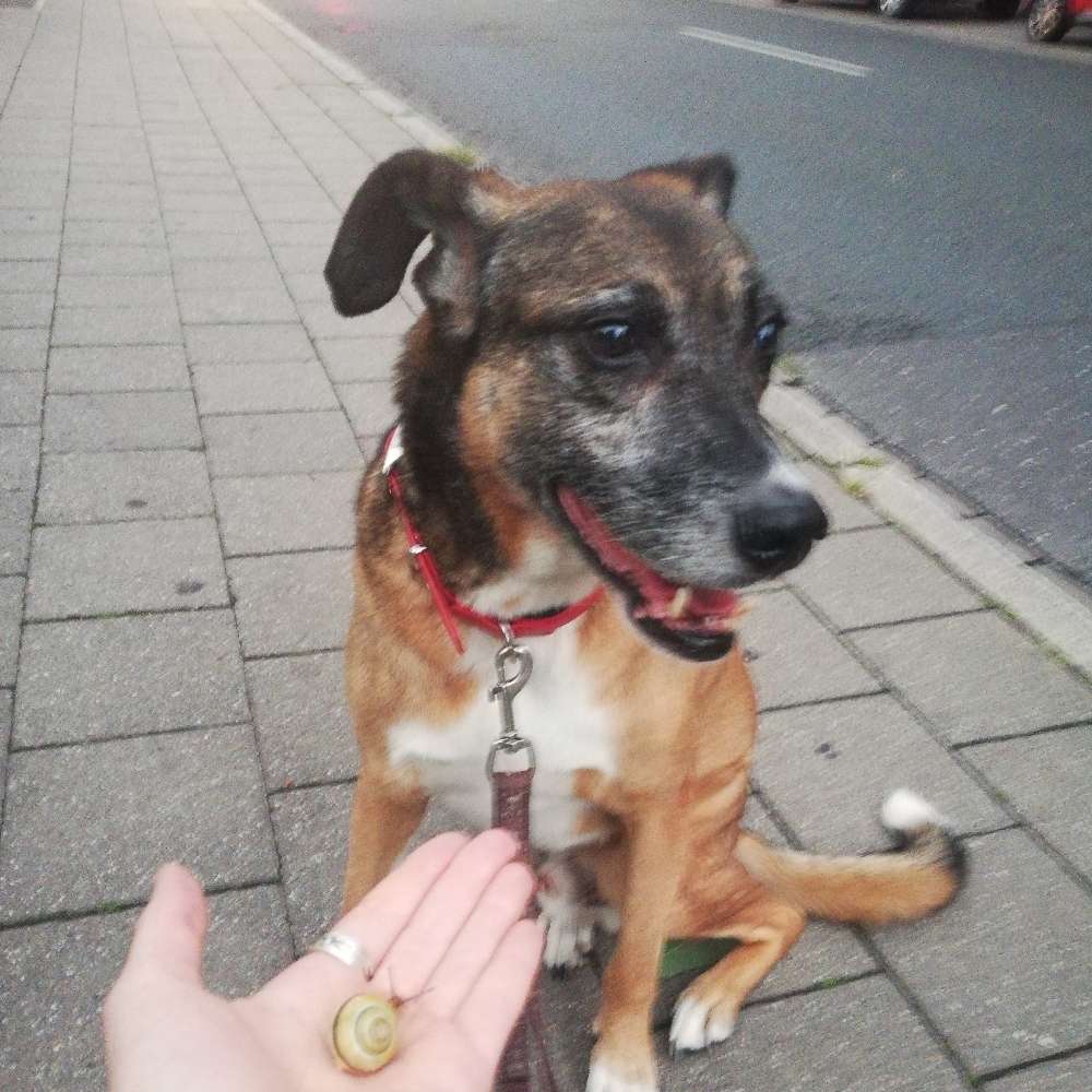 Hundetreffen-Fürth-Profilbild