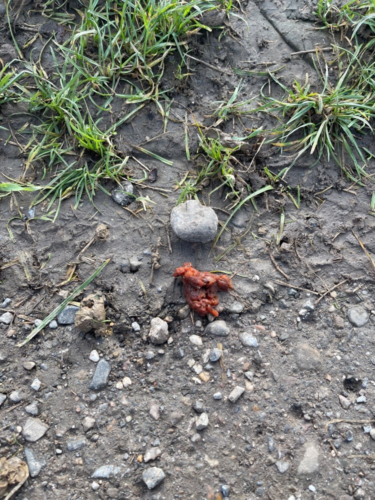 Giftköder-Vermeintlich Fleisch Köder-Profilbild