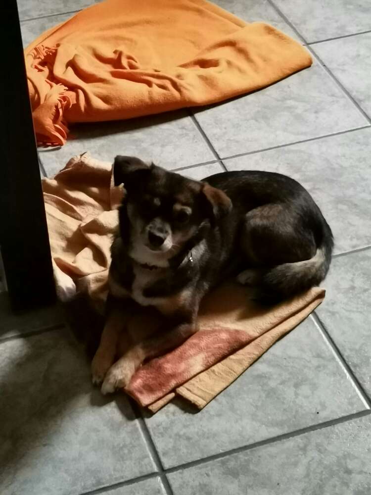 Hundetreffen-Spaziergänge und Training-Profilbild