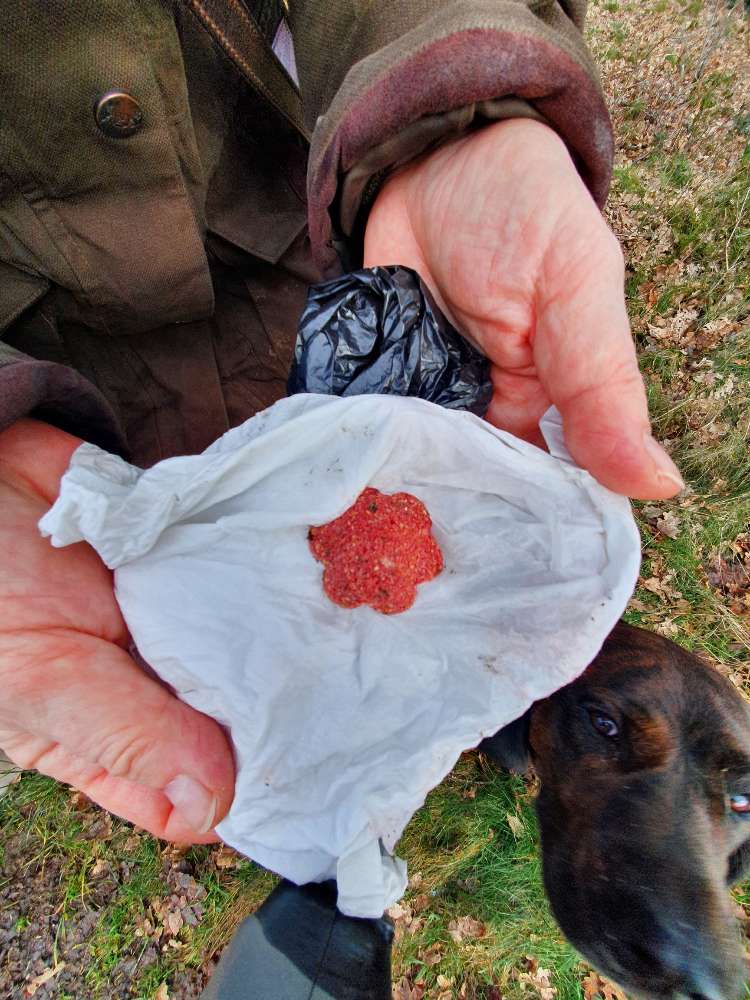 Giftköder-Giftköder-Profilbild