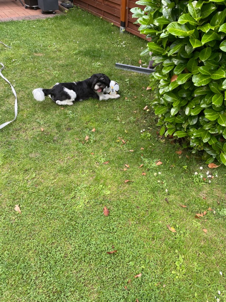 Hundetreffen-Gassi gehen und Spielkameraden für Jack-Profilbild