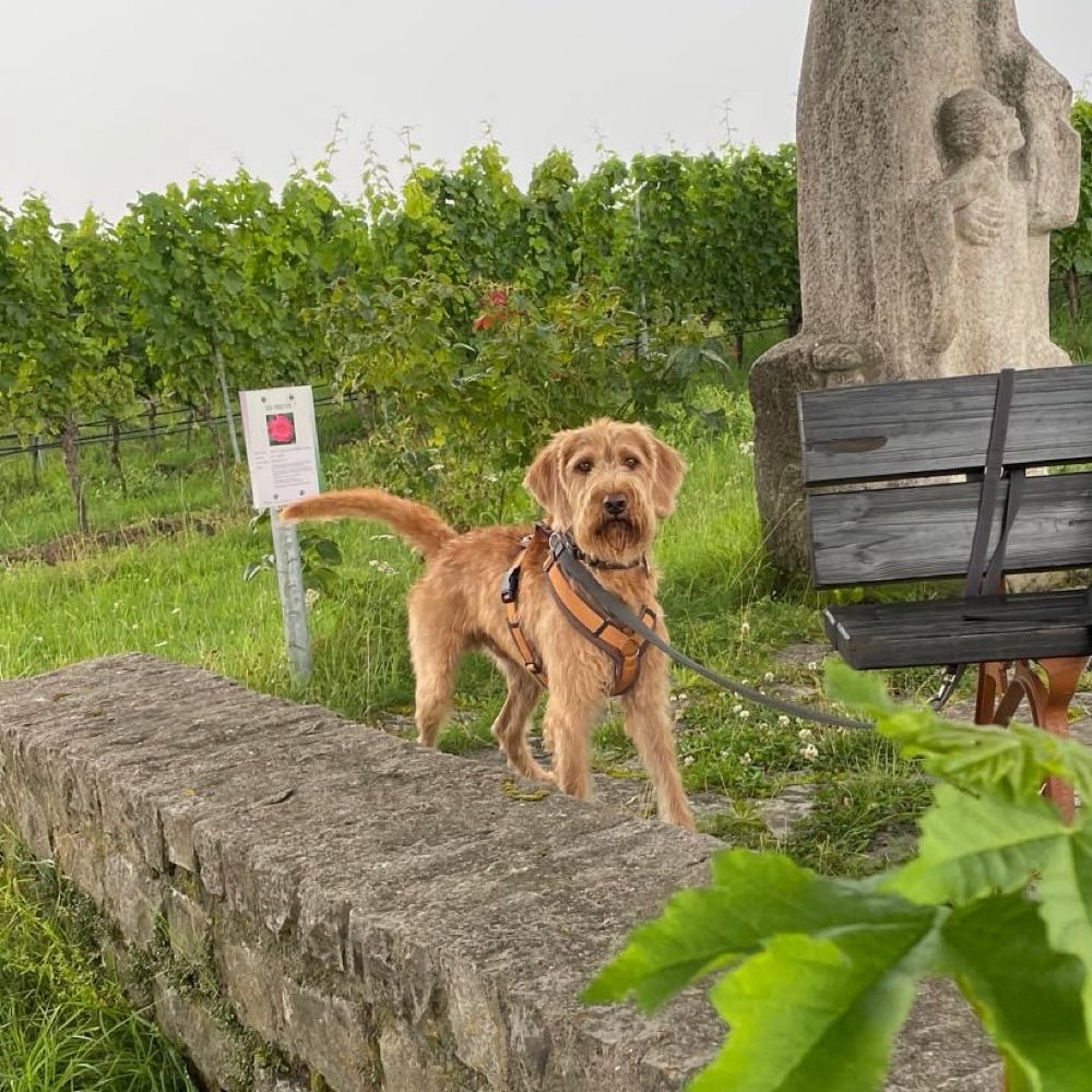 Hundetreffen-Spazieren/Spielen/Training-Profilbild