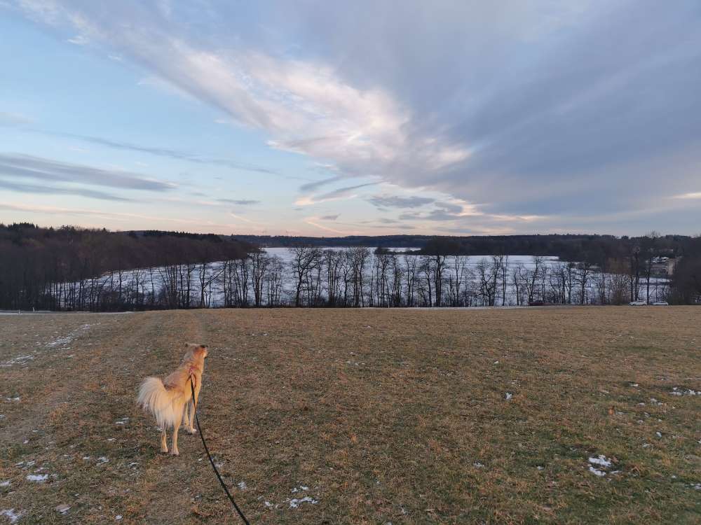 Hundetreffen-Gassi/Spielen am Dreifelder Weiher-Profilbild