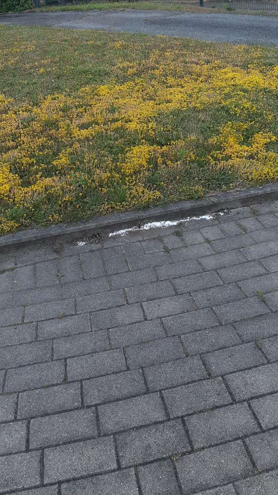 Giftköder-Pulver-Profilbild