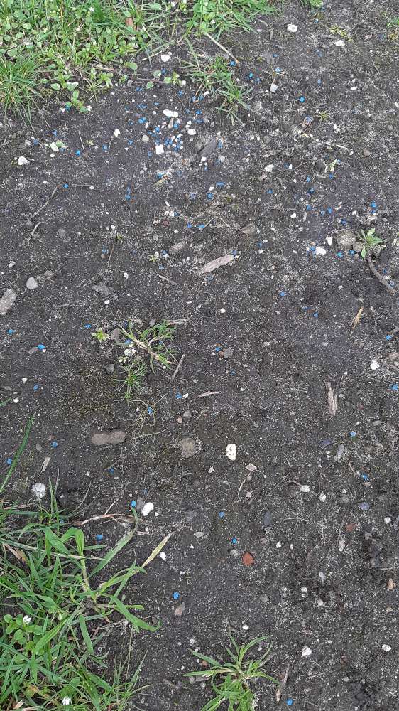 Giftköder-Blaue körner-Profilbild