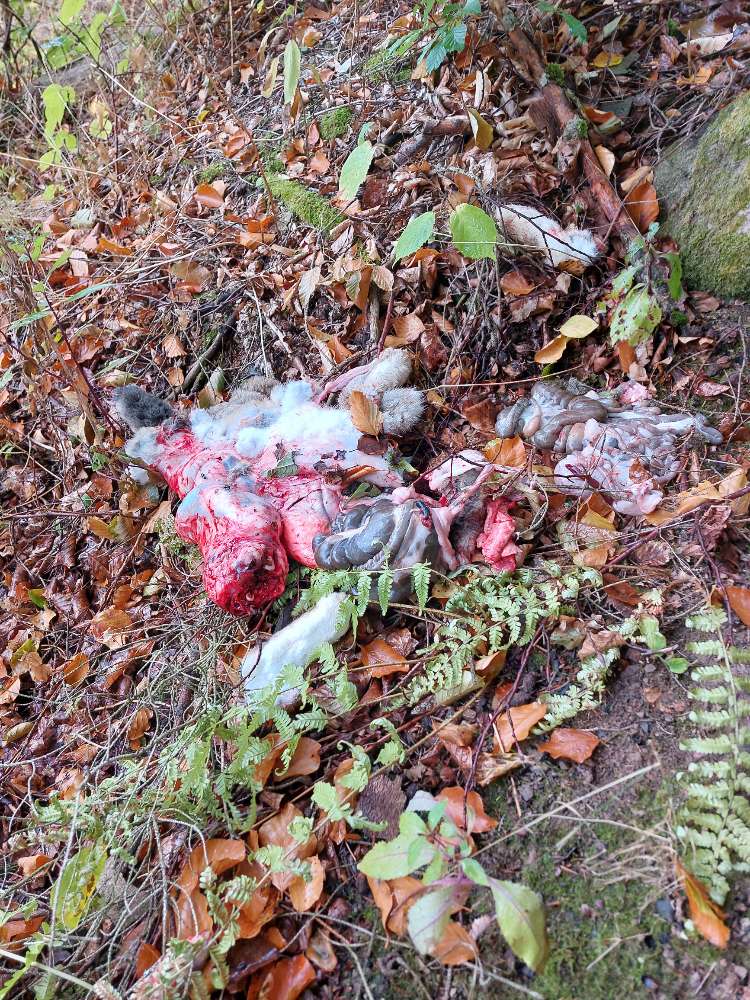 Giftköder-Schlachtabfälle!-Profilbild