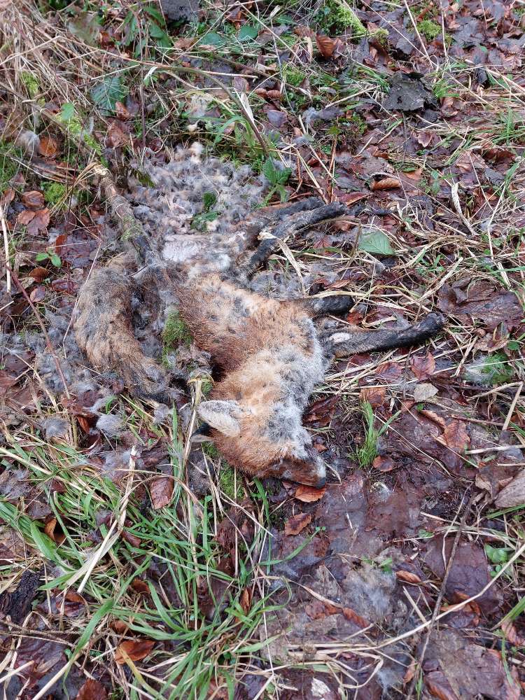 Giftköder-Toter Fuchs-Profilbild
