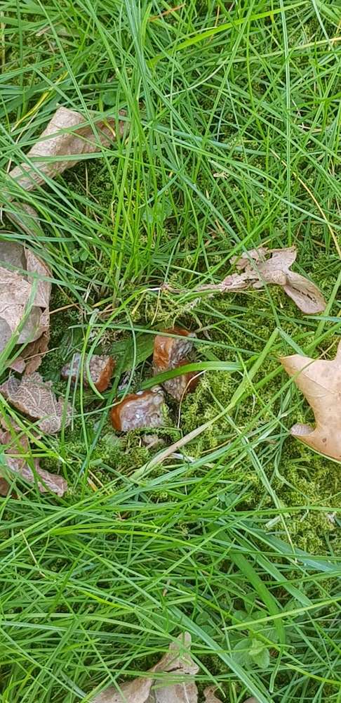 Giftköder-Giftköder ?? Wurst im Gras-Profilbild