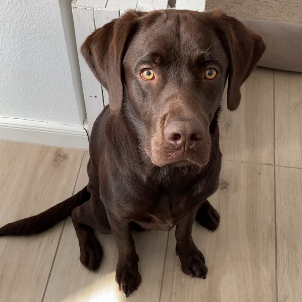 Hundetreffen-Gemeinsame Spaziergänge, Training-Profilbild