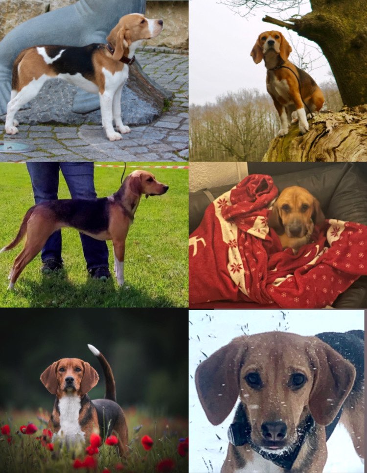 Suchmeldung-Ganze Beagle & Beagle-Harrier Meute-Profilbild