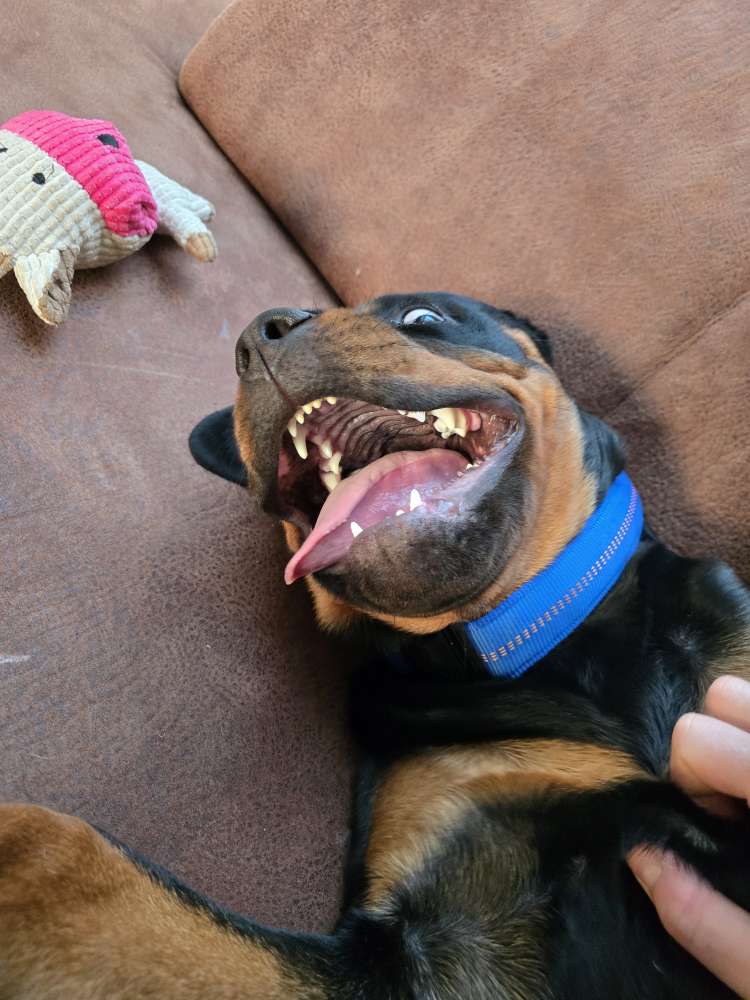 Hundetreffen-Spielgefährte/Sozialkontakte-Profilbild
